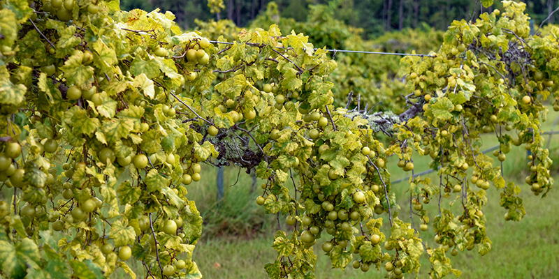 Fox Hollow Vineyards